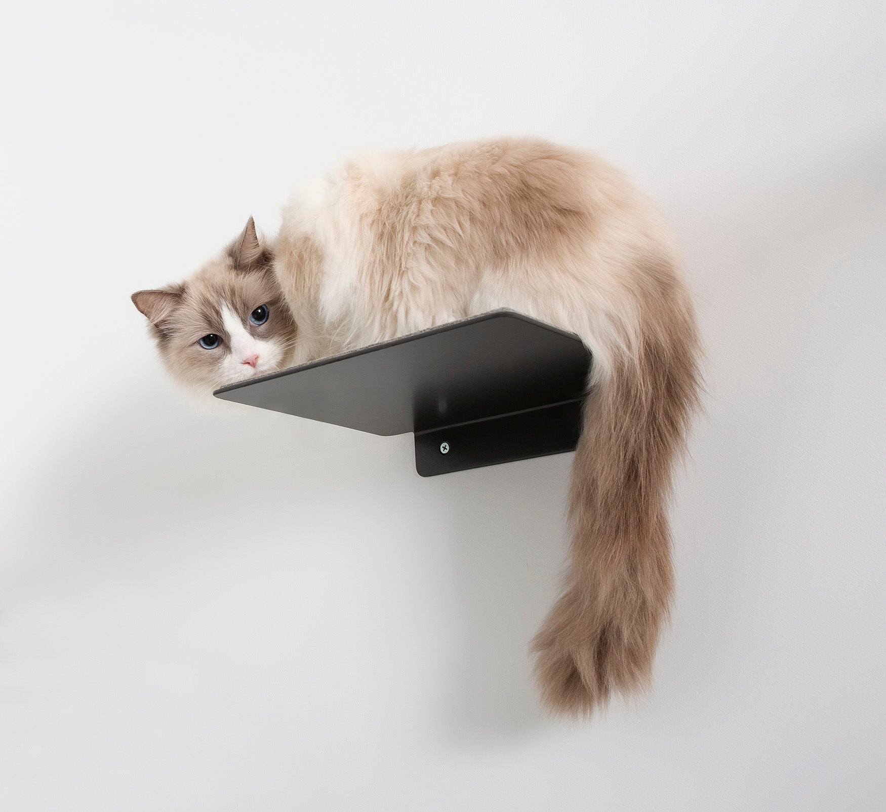 Cat Wall Step