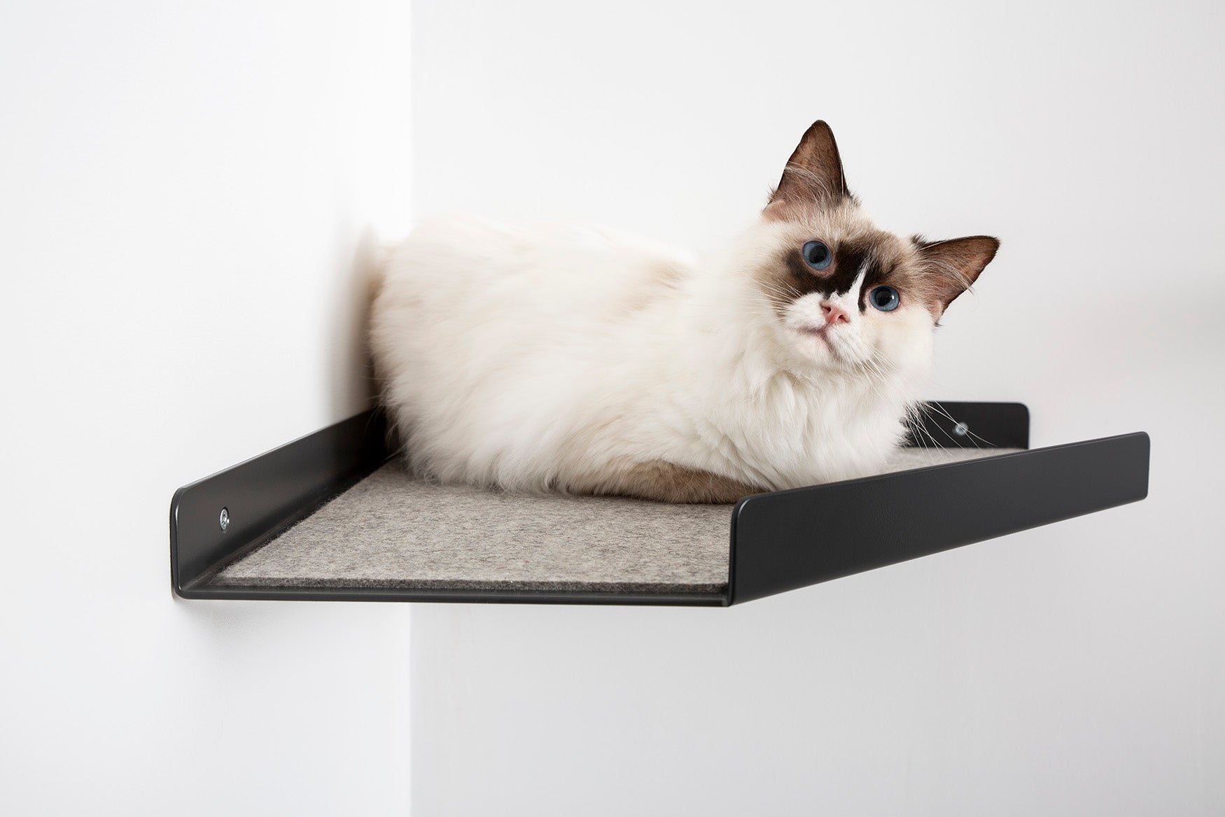 cat shelf corner