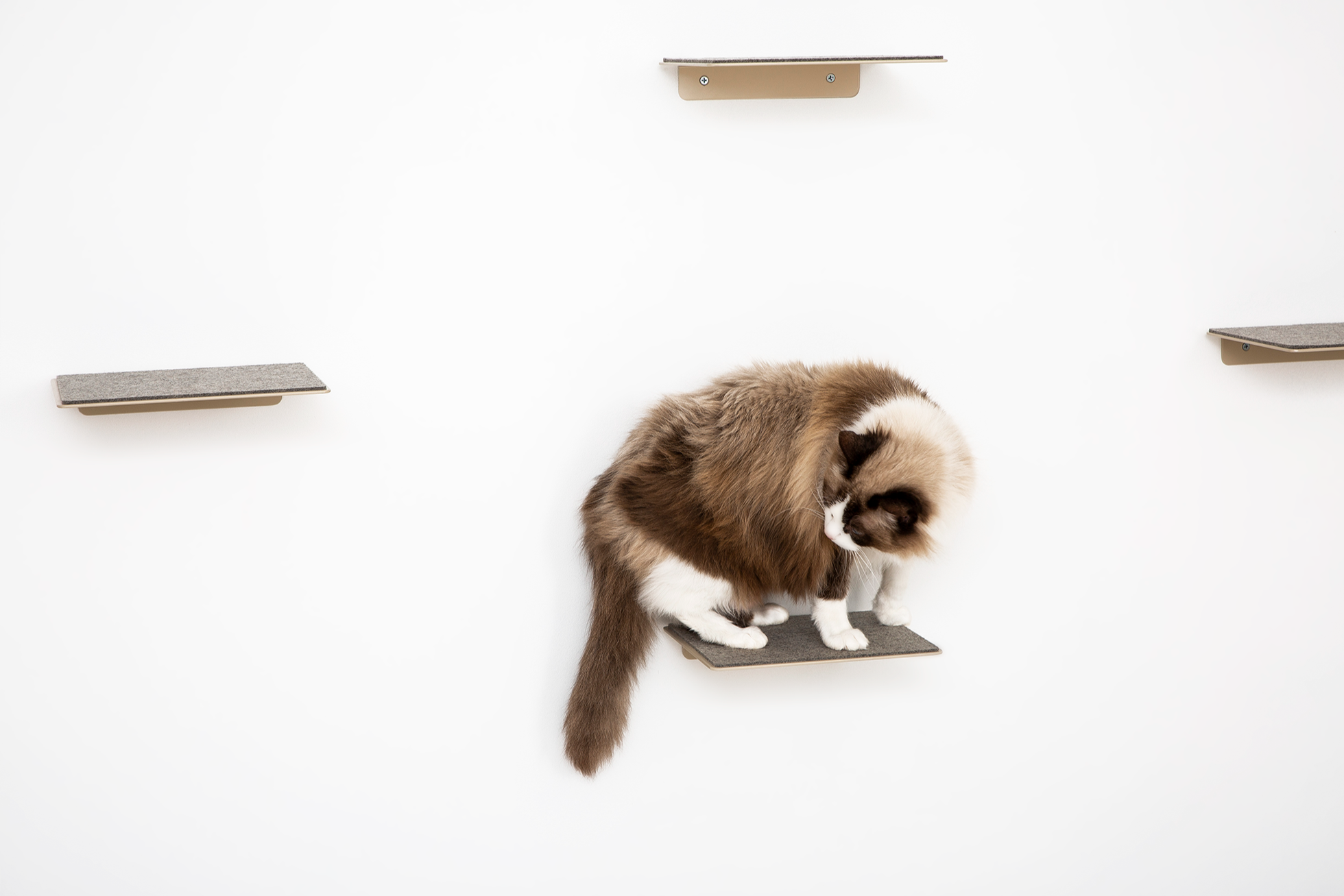 Cat Step Pet Person
