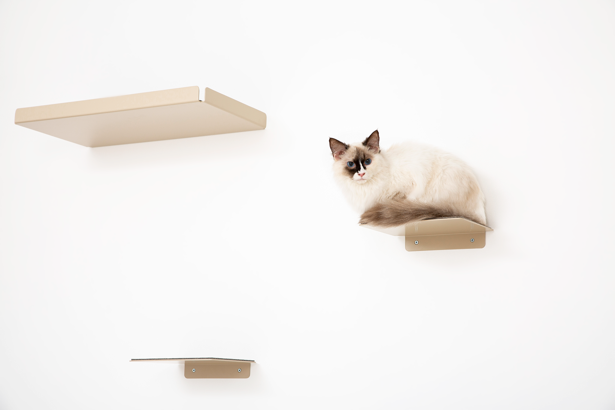 Cat Step Pet Person