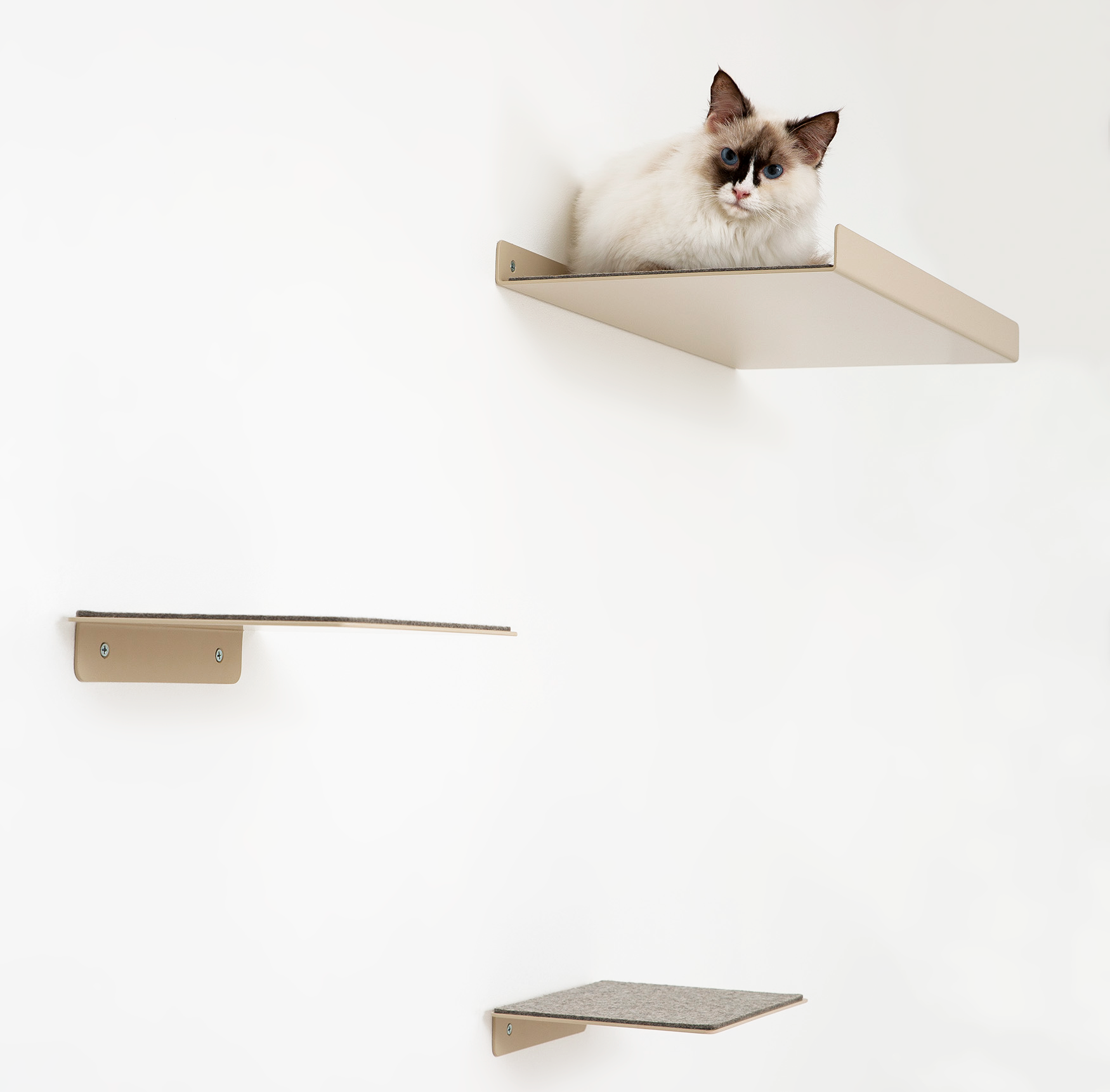 Cap Perched on Cat Wall shelf