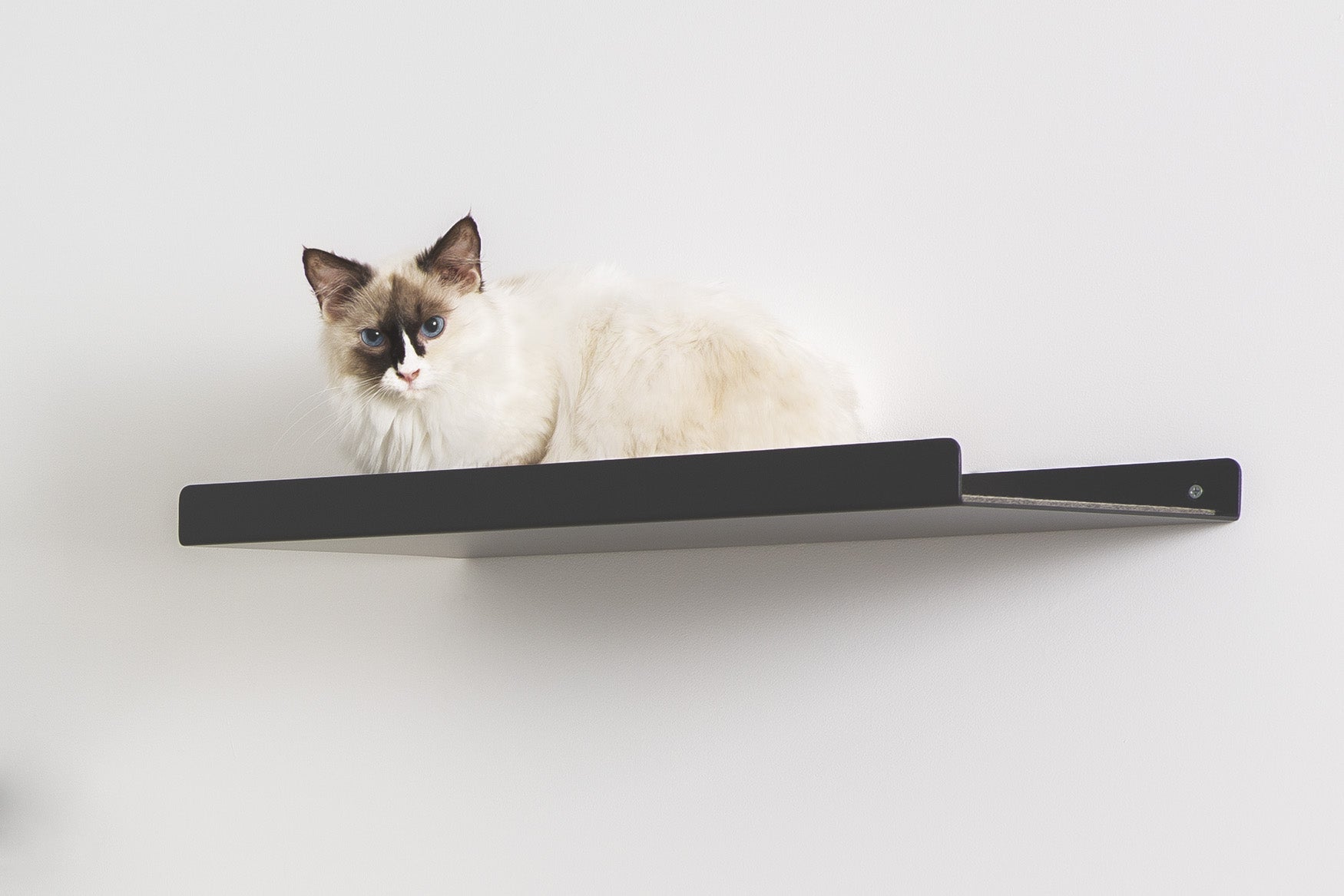 Cat lounging on mounted cat shelves