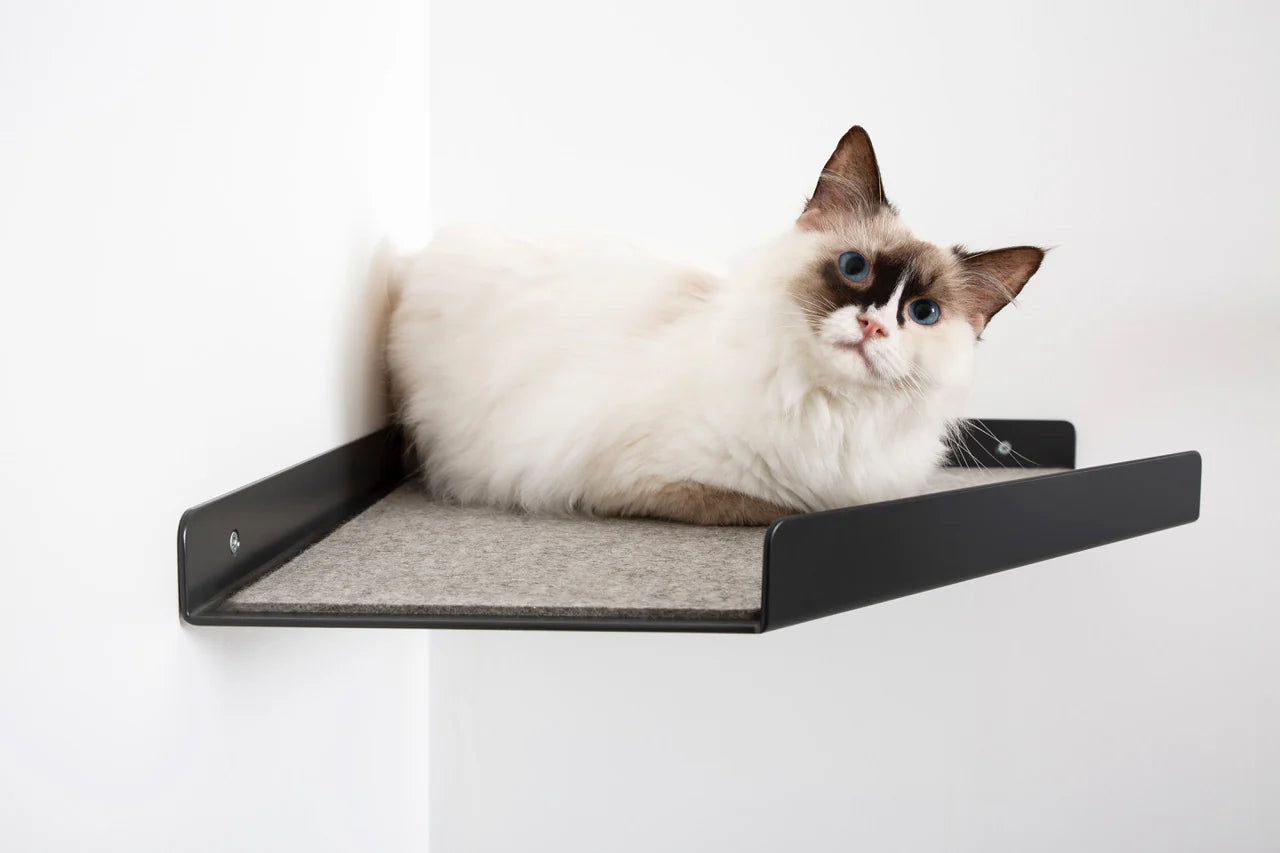 Best Modern Cat Shelves for Your Home