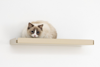 Cat Shelf Boxy Pet Person 