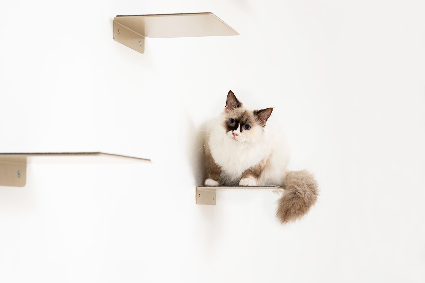 Cat perched on Cat Wall Step