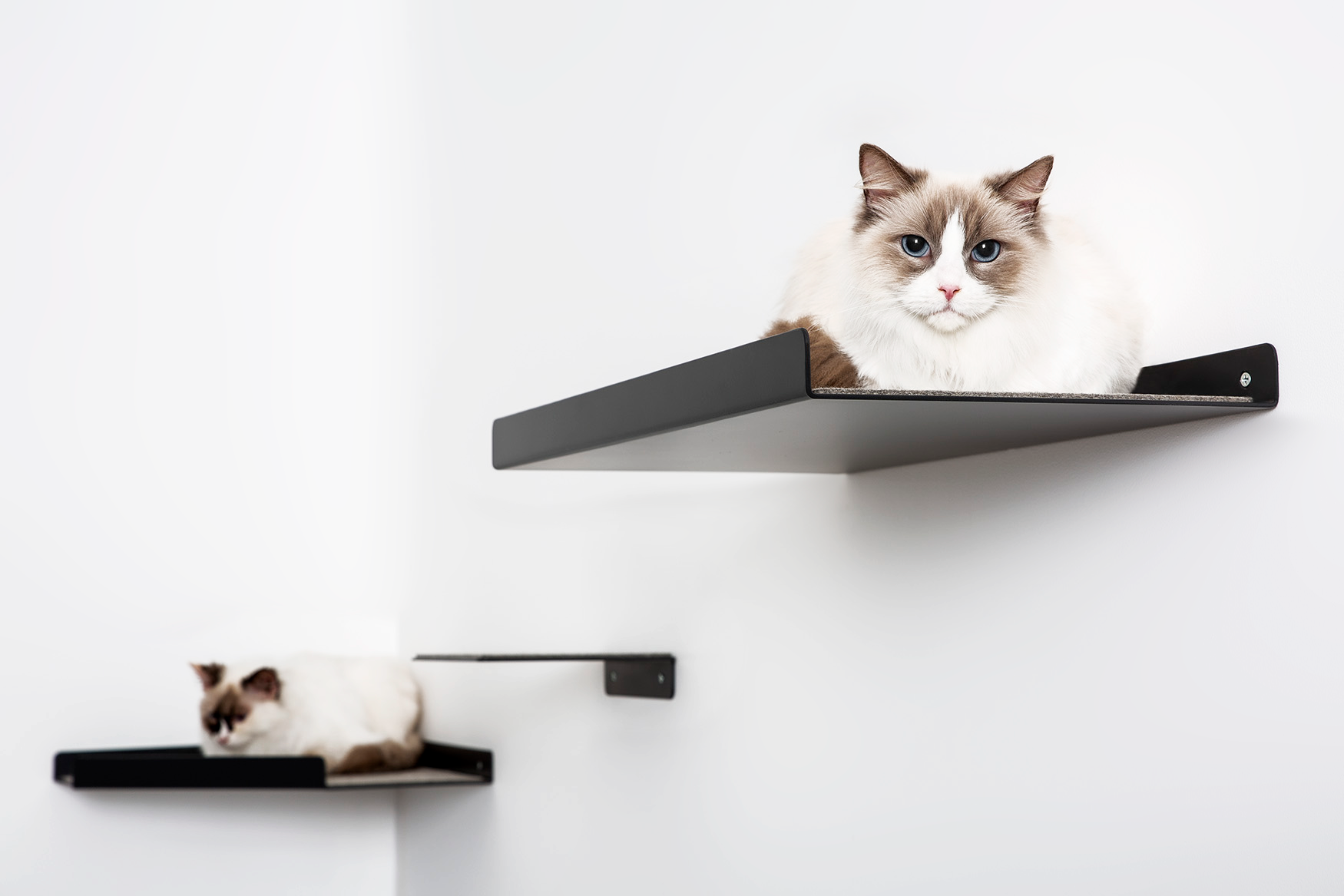 Two cats perched on cat wall shelves