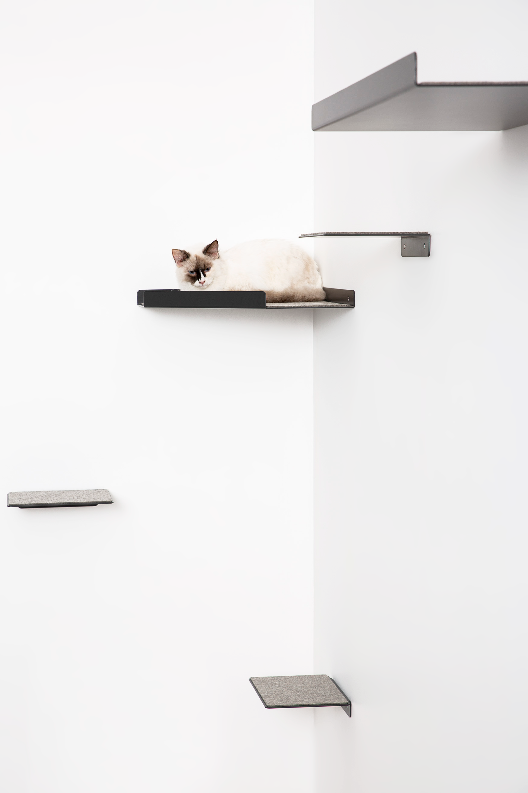 Cat on Cat Wall Corner